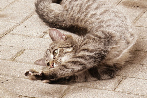 cat stretching